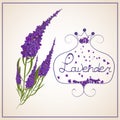 Lavender . Wreath of herbs in a retro style with a bow.